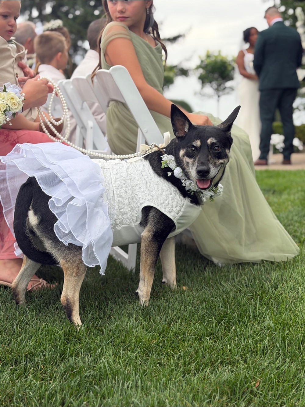 Dog Wedding Flower Collar, Pearl Leash & Veil Set | Bridal Pet Outfit